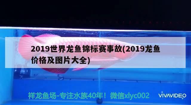 2019世界龍魚錦標(biāo)賽事故(2019龍魚價格及圖片大全) 2024第28屆中國國際寵物水族展覽會CIPS（長城寵物展2024 CIPS） 第1張