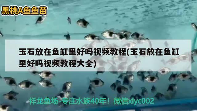 玉石放在魚缸里好嗎視頻教程(玉石放在魚缸里好嗎視頻教程大全) 蝴蝶鯉