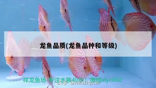 龍魚品質(zhì)(龍魚品種和等級)