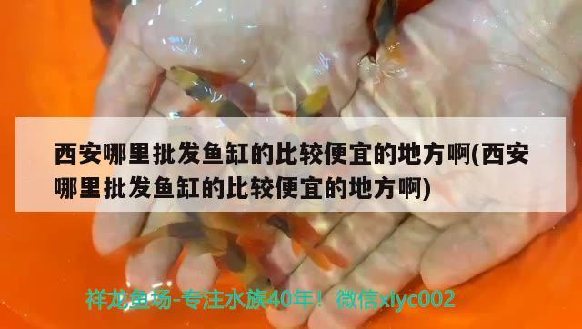 西安哪里批發(fā)魚缸的比較便宜的地方啊(西安哪里批發(fā)魚缸的比較便宜的地方啊) 龍鳳鯉魚