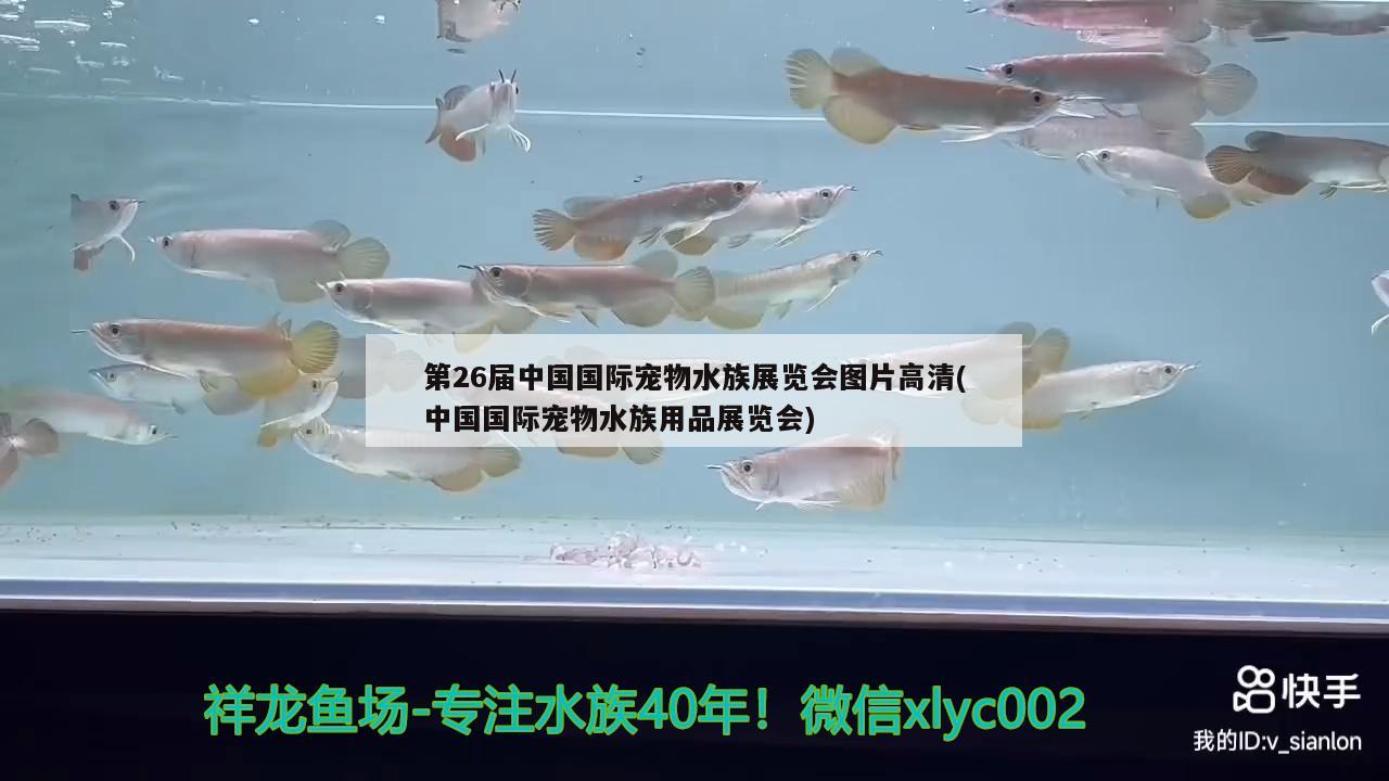 第26屆中國國際寵物水族展覽會(huì)圖片高清(中國國際寵物水族用品展覽會(huì))