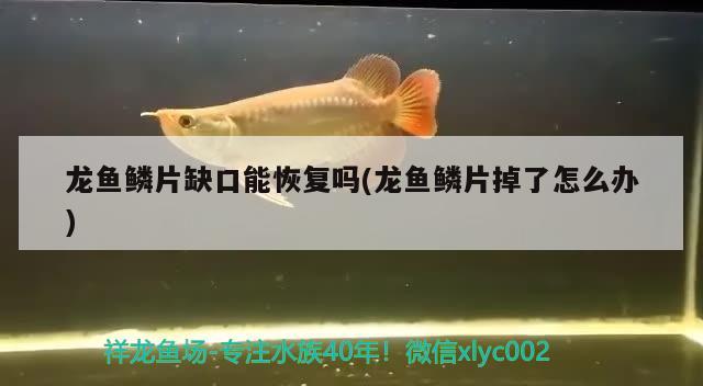 龍魚鱗片缺口能恢復(fù)嗎(龍魚鱗片掉了怎么辦)