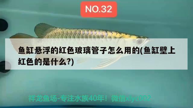 魚缸懸浮的紅色玻璃管子怎么用的(魚缸壁上紅色的是什么?)