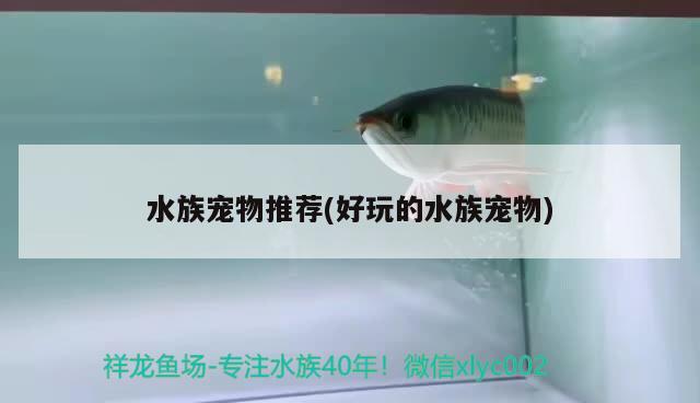 水族寵物推薦(好玩的水族寵物) 2024第28屆中國國際寵物水族展覽會CIPS（長城寵物展2024 CIPS）