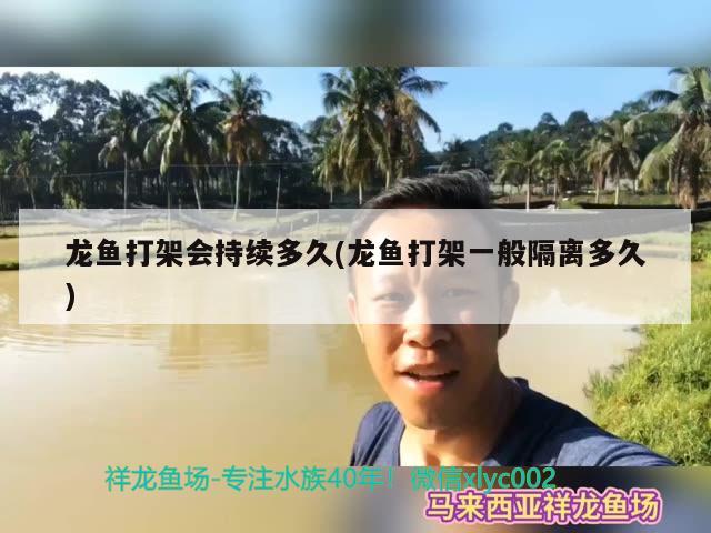 龍魚打架會持續(xù)多久(龍魚打架一般隔離多久)