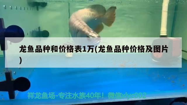 龍魚品種和價格表1萬(龍魚品種價格及圖片)