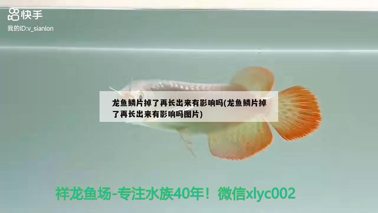 龍魚鱗片掉了再長出來有影響嗎(龍魚鱗片掉了再長出來有影響嗎圖片)