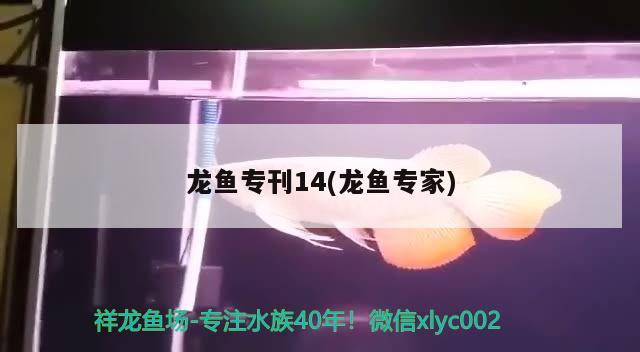 龍魚?？?4(龍魚專家) 2024第28屆中國(guó)國(guó)際寵物水族展覽會(huì)CIPS（長(zhǎng)城寵物展2024 CIPS）