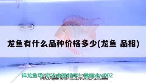 龍魚有什么品種價(jià)格多少(龍魚品相)