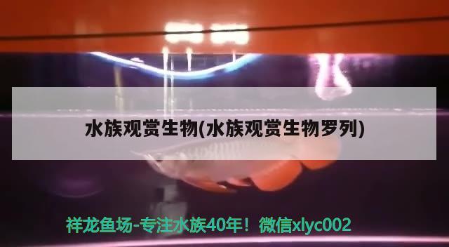 水族觀賞生物(水族觀賞生物羅列) 2024第28屆中國(guó)國(guó)際寵物水族展覽會(huì)CIPS（長(zhǎng)城寵物展2024 CIPS）