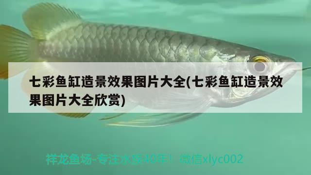 七彩魚缸造景效果圖片大全(七彩魚缸造景效果圖片大全欣賞) 熊貓異形魚L46