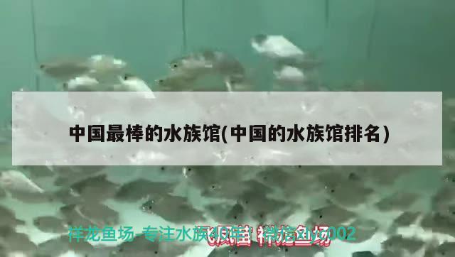 中國(guó)最棒的水族館(中國(guó)的水族館排名) 2024第28屆中國(guó)國(guó)際寵物水族展覽會(huì)CIPS（長(zhǎng)城寵物展2024 CIPS）