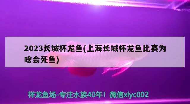 2023長城杯龍魚(上海長城杯龍魚比賽為啥會(huì)死魚)