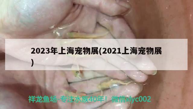 2023年上海寵物展(2021上海寵物展)