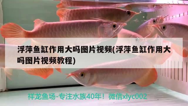 浮萍魚缸作用大嗎圖片視頻(浮萍魚缸作用大嗎圖片視頻教程)