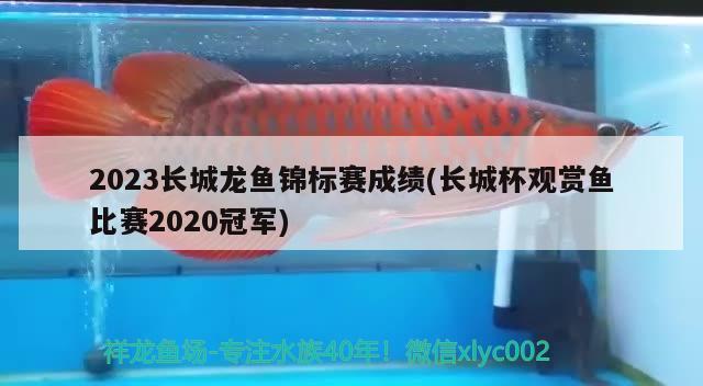 2023長城龍魚錦標賽成績(長城杯觀賞魚比賽2020冠軍)