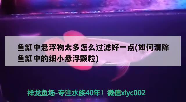 魚缸中懸浮物太多怎么過濾好一點(diǎn)(如何清除魚缸中的細(xì)小懸浮顆粒)