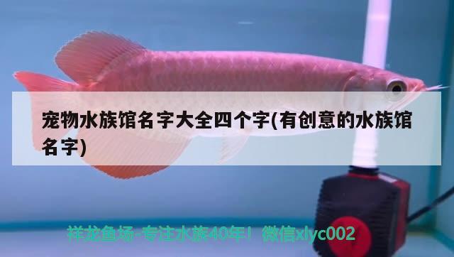 寵物水族館名字大全四個字(有創(chuàng)意的水族館名字) 2024第28屆中國國際寵物水族展覽會CIPS（長城寵物展2024 CIPS）