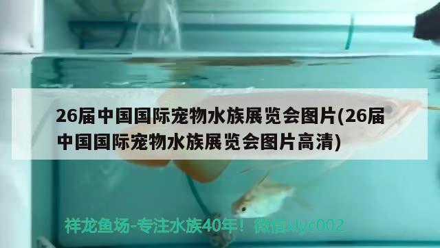 26屆中國國際寵物水族展覽會圖片(26屆中國國際寵物水族展覽會圖片高清)