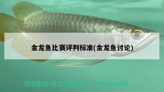 金龍魚比賽評判標(biāo)準(zhǔn)(金龍魚討論)