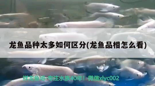 龍魚品種太多如何區(qū)分(龍魚品相怎么看)