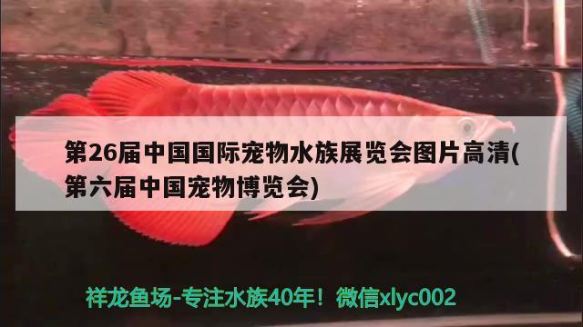 第26屆中國國際寵物水族展覽會圖片高清(第六屆中國寵物博覽會)