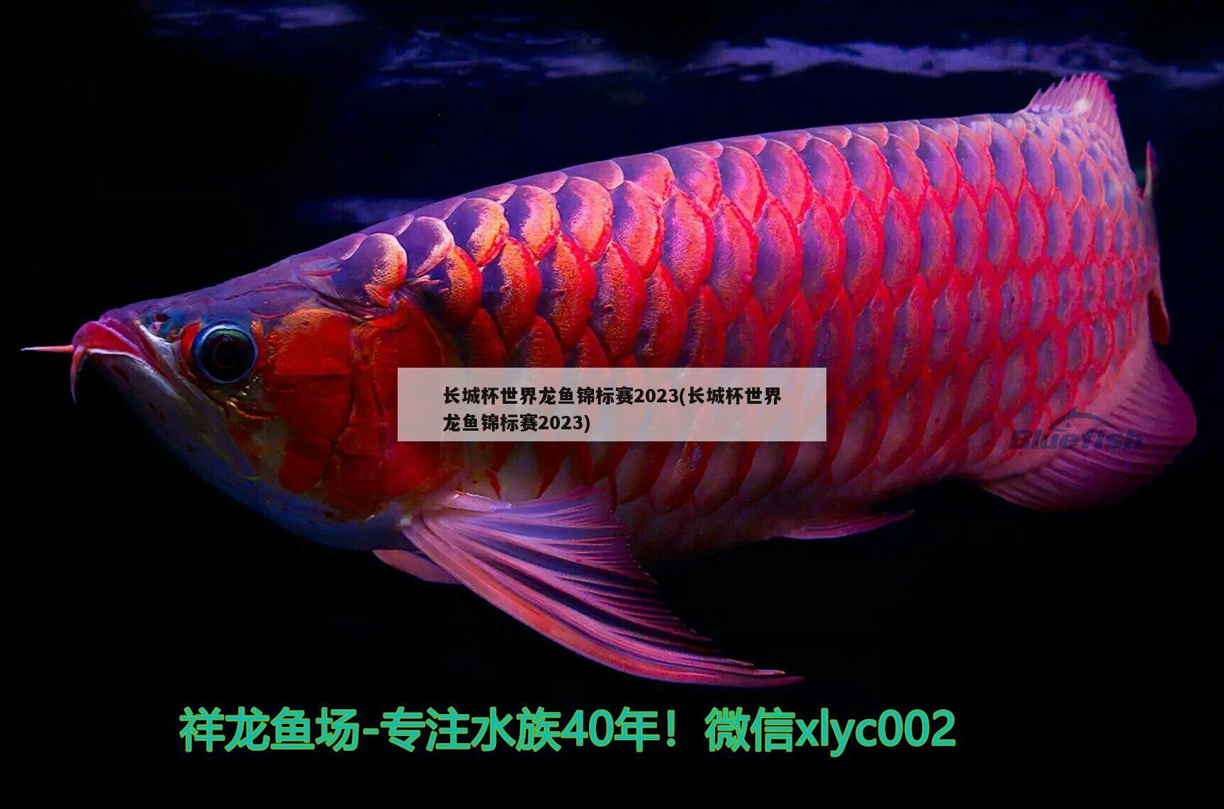 長城杯世界龍魚錦標(biāo)賽2023(長城杯世界龍魚錦標(biāo)賽2023)