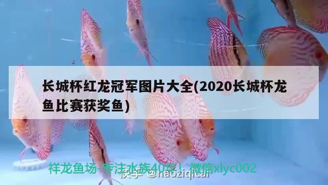 長城杯紅龍冠軍圖片大全(2020長城杯龍魚比賽獲獎魚)