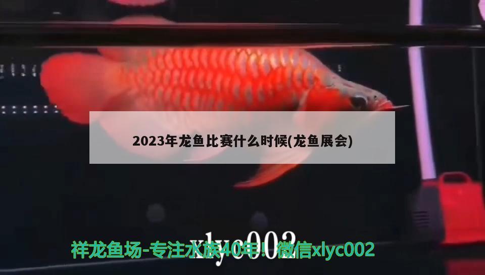 2023年龍魚比賽什么時候(龍魚展會)