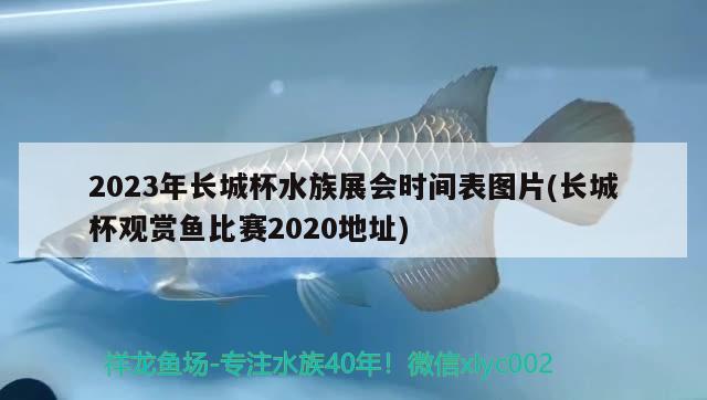 2023年長城杯水族展會時間表圖片(長城杯觀賞魚比賽2020地址) 水族展會