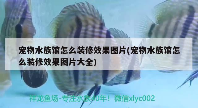 寵物水族館怎么裝修效果圖片(寵物水族館怎么裝修效果圖片大全) 2024第28屆中國國際寵物水族展覽會(huì)CIPS（長城寵物展2024 CIPS）