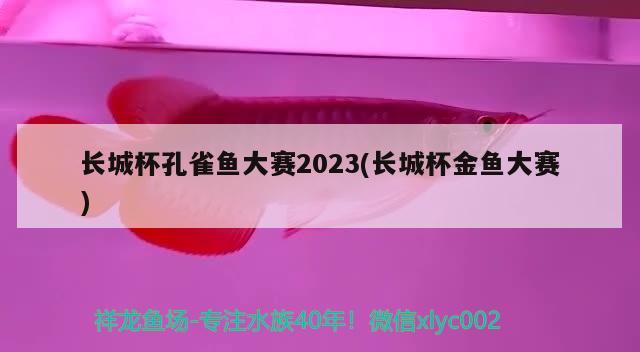 長城杯孔雀魚大賽2023(長城杯金魚大賽)