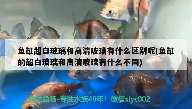 魚缸超白玻璃和高清玻璃有什么區(qū)別呢(魚缸的超白玻璃和高清玻璃有什么不同) 硝化細菌