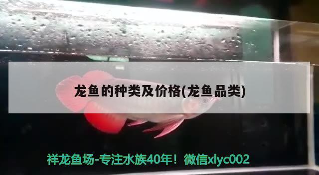 龍魚的種類及價(jià)格(龍魚品類) 2024第28屆中國國際寵物水族展覽會(huì)CIPS（長城寵物展2024 CIPS）