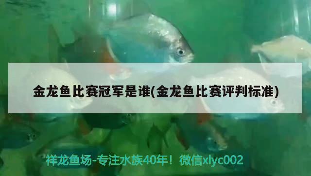 金龍魚比賽冠軍是誰(shuí)(金龍魚比賽評(píng)判標(biāo)準(zhǔn))