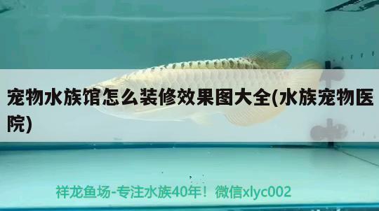 寵物水族館怎么裝修效果圖大全(水族寵物醫(yī)院)