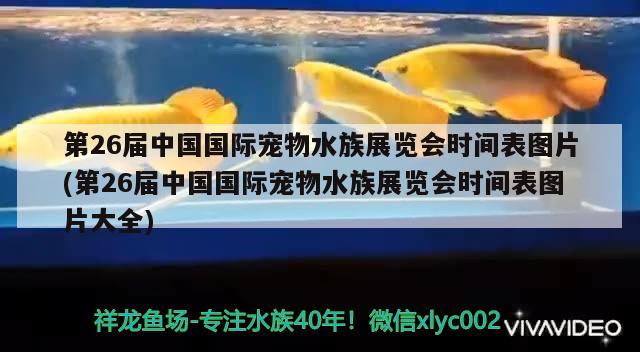 第26屆中國(guó)國(guó)際寵物水族展覽會(huì)時(shí)間表圖片(第26屆中國(guó)國(guó)際寵物水族展覽會(huì)時(shí)間表圖片大全)