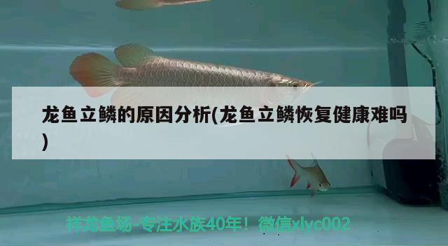 龍魚立鱗的原因分析(龍魚立鱗恢復健康難嗎)