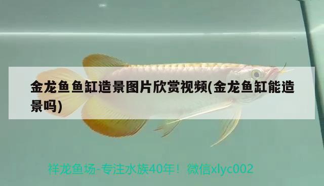 金龍魚魚缸造景圖片欣賞視頻(金龍魚缸能造景嗎)