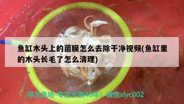 魚缸木頭上的菌膜怎么去除干凈視頻(魚缸里的木頭長毛了怎么清理) 泰龐海蓮魚