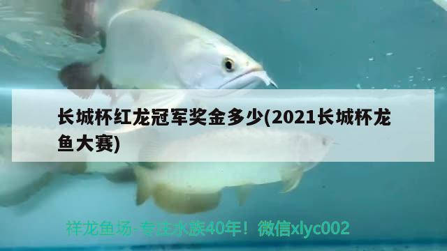 長城杯紅龍冠軍獎金多少(2021長城杯龍魚大賽)