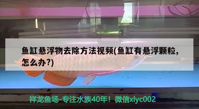 魚缸懸浮物去除方法視頻(魚缸有懸浮顆粒,怎么辦?) 白子銀版魚苗