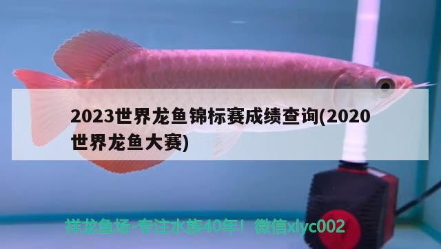 2023世界龍魚錦標賽成績查詢(2020世界龍魚大賽)