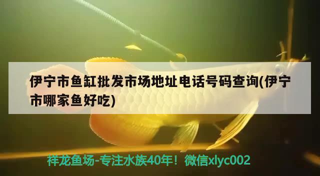 伊寧市魚(yú)缸批發(fā)市場(chǎng)地址電話號(hào)碼查詢(伊寧市哪家魚(yú)好吃) 哥倫比亞巨暴魚(yú)苗