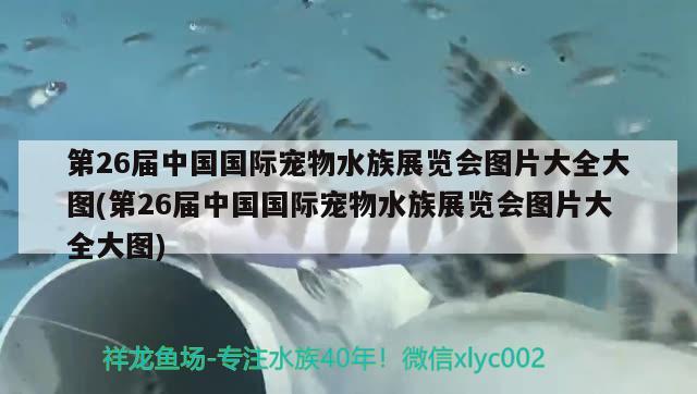 第26屆中國國際寵物水族展覽會圖片大全大圖(第26屆中國國際寵物水族展覽會圖片大全大圖)