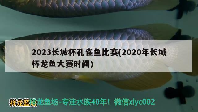 2023長(zhǎng)城杯孔雀魚比賽(2020年長(zhǎng)城杯龍魚大賽時(shí)間)