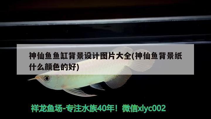 神仙魚(yú)魚(yú)缸背景設(shè)計(jì)圖片大全(神仙魚(yú)背景紙什么顏色的好)