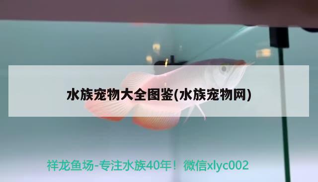 水族寵物大全圖鑒(水族寵物網(wǎng)) 2024第28屆中國(guó)國(guó)際寵物水族展覽會(huì)CIPS（長(zhǎng)城寵物展2024 CIPS）