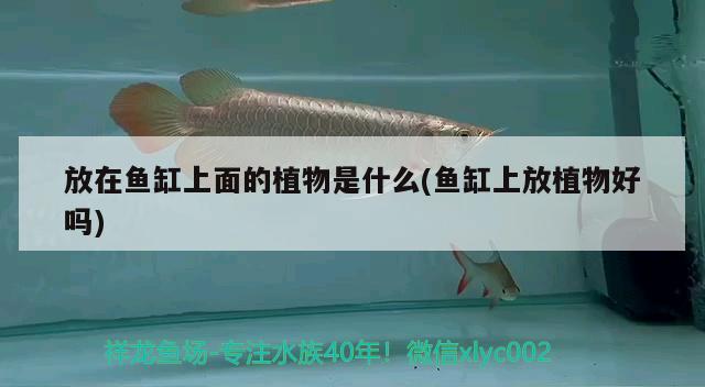 放在魚(yú)缸上面的植物是什么(魚(yú)缸上放植物好嗎) 粗線銀版魚(yú)苗