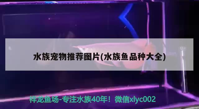 水族寵物推薦圖片(水族魚品種大全) 2024第28屆中國國際寵物水族展覽會CIPS（長城寵物展2024 CIPS）